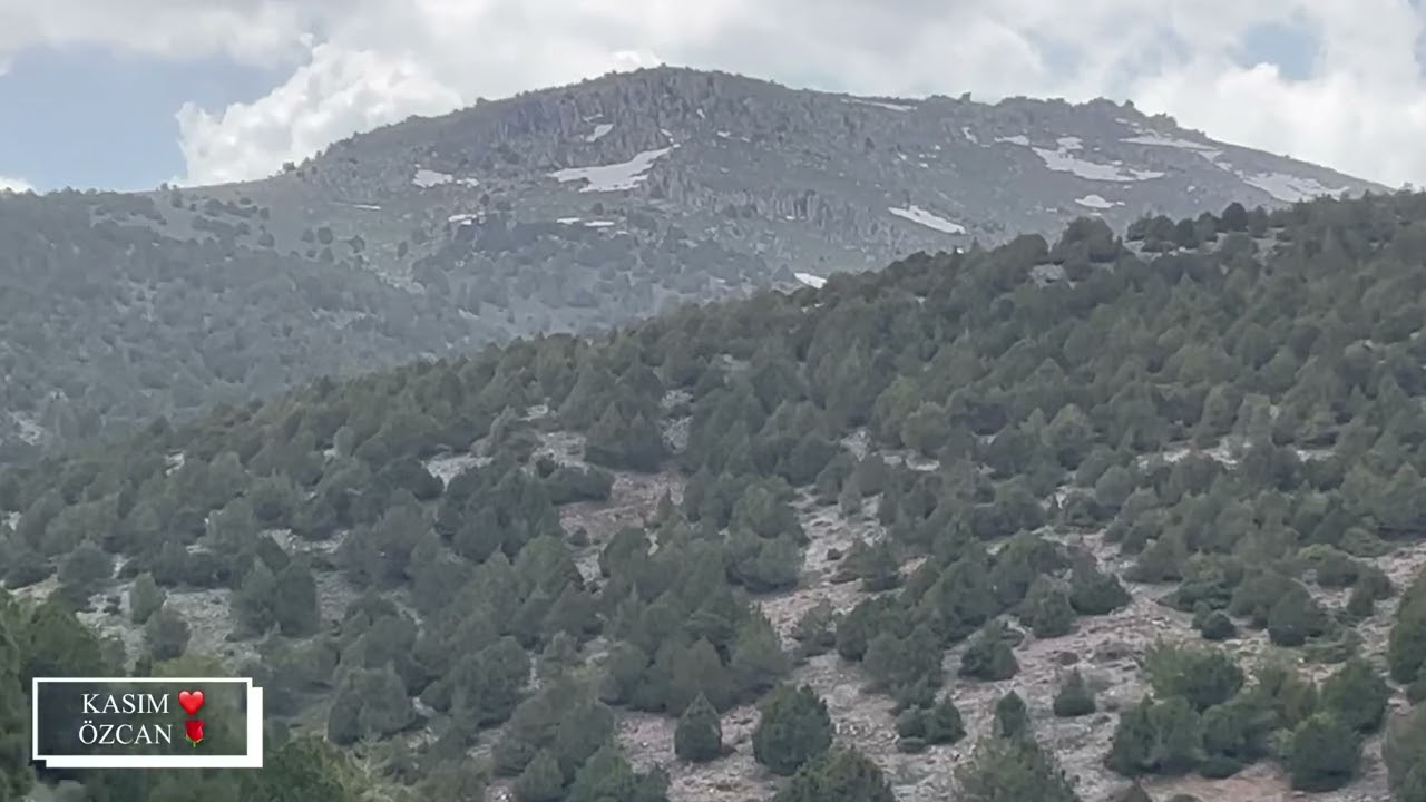 Aliye çalık güveren meşenin kara kütüğü