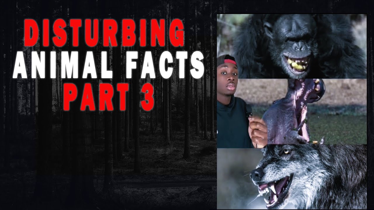 Disturbing animal facts compilation part 3