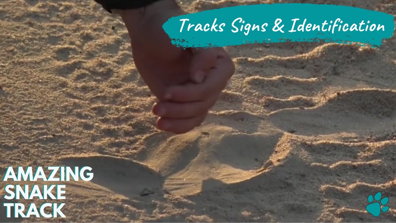 Tracks, Signs & ID Snake track with Tristan