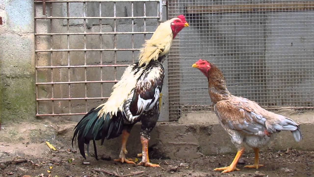 Shamos Puros CAM - Tegula e Colorida