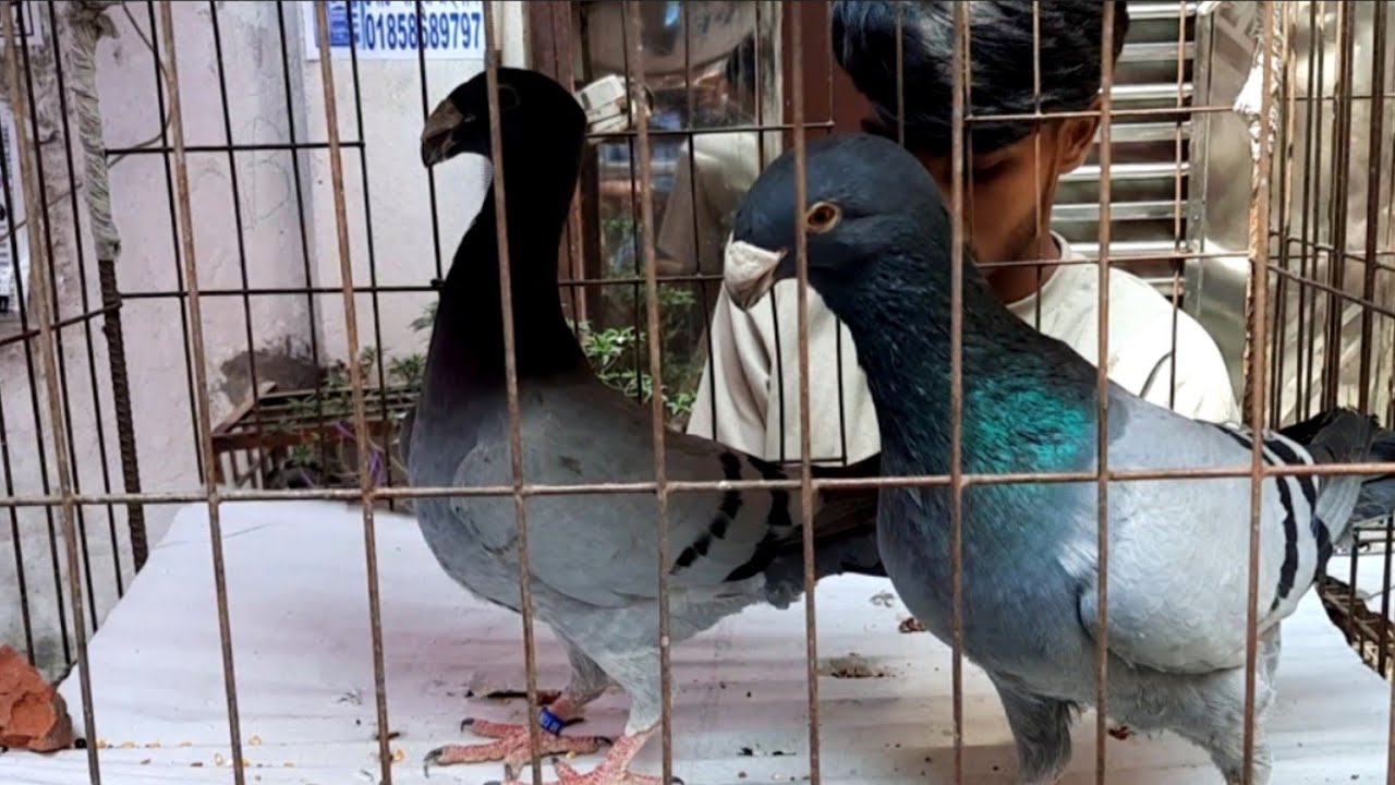 Top 10 Pigeon Breeds