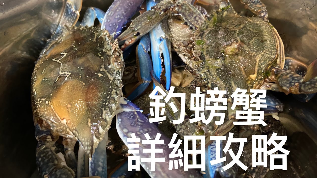 【澳洲釣螃蟹】超詳細攻略/釣螃蟹必備工具/釣螃蟹季節和潮汐時間/如何料理螃蟹/吃螃蟹工具