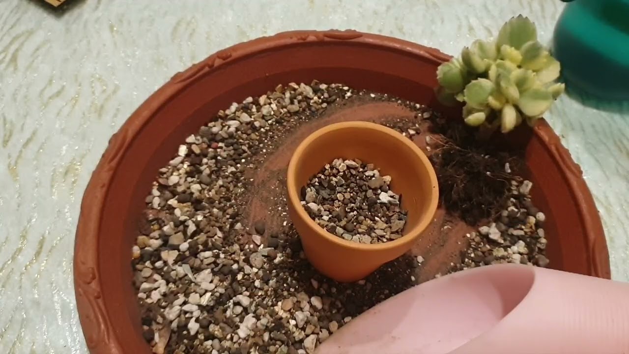 白熊換盆～#多肉植物 #熊童子#白熊くらうど #白熊