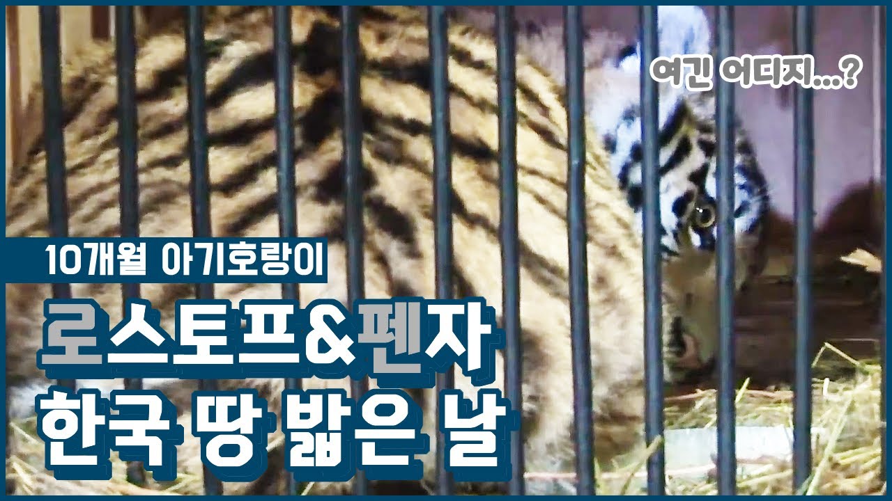 로스토프와 펜자 한국 땅 밟은 날