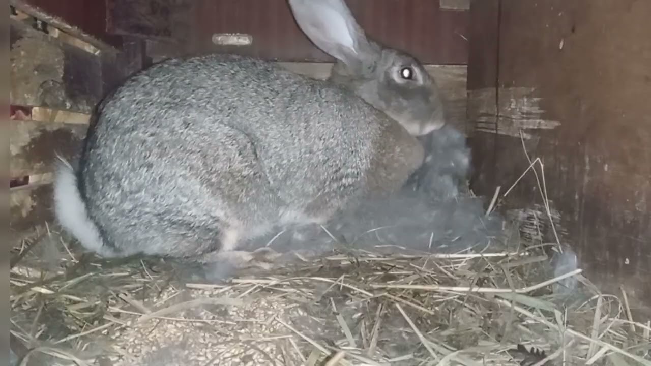 Watch How a Mother Rabbit Builds Her Nest