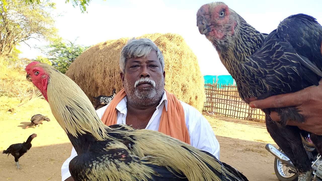 கிளி மூக்கு, சாம பூதன், பூதி பொன்றம், மயில் கருப்பு, வெள்ளை, ஜோடி 40000 ஆயிரம்   | Tamil Bulletin