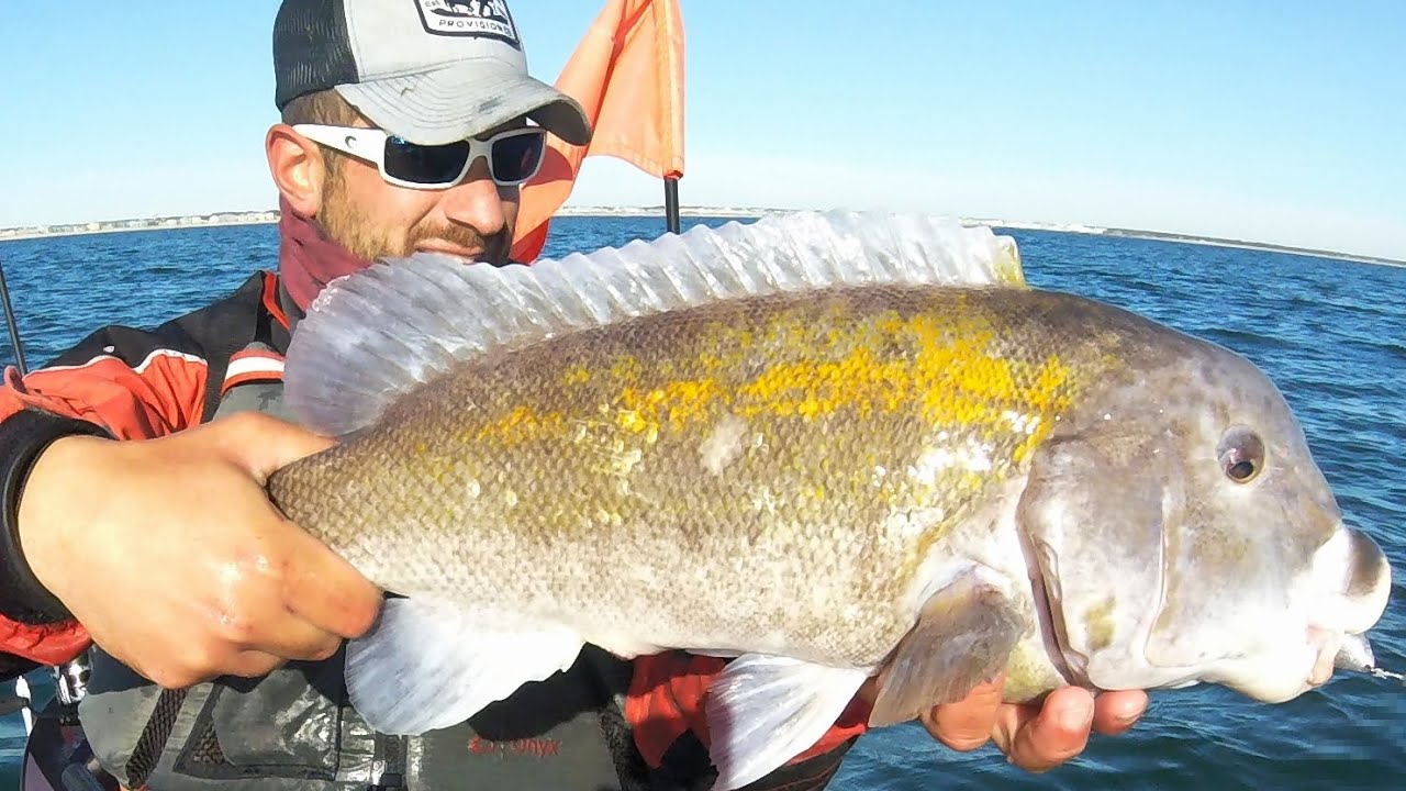 Never Caught THAT Before: THE GOLDEN TAUTOG - Catch & Cook + Underwater Aquarium View