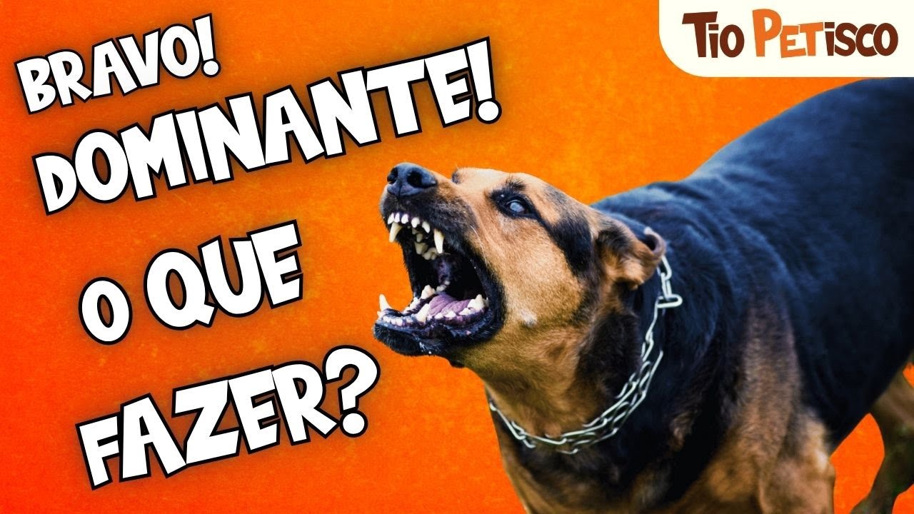 Adestramento de Cães Dominantes: 🐾O Fim da Força e o Início da Inteligência (Chow Chow)