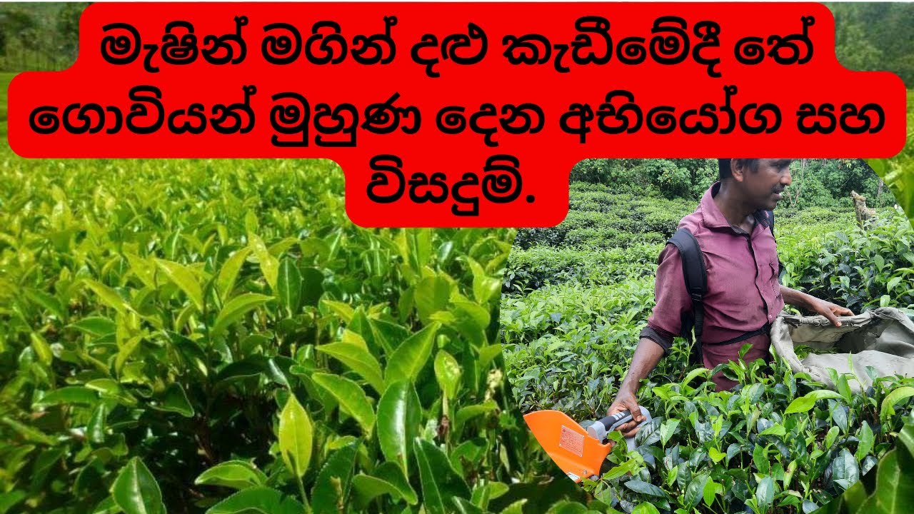 මැෂින් මගින් දළු කැඩීමේදී තේ ගොවියන් මුහුණ දෙන අභියෝග සහ විසදුම් | How to Use tea plucking machine.