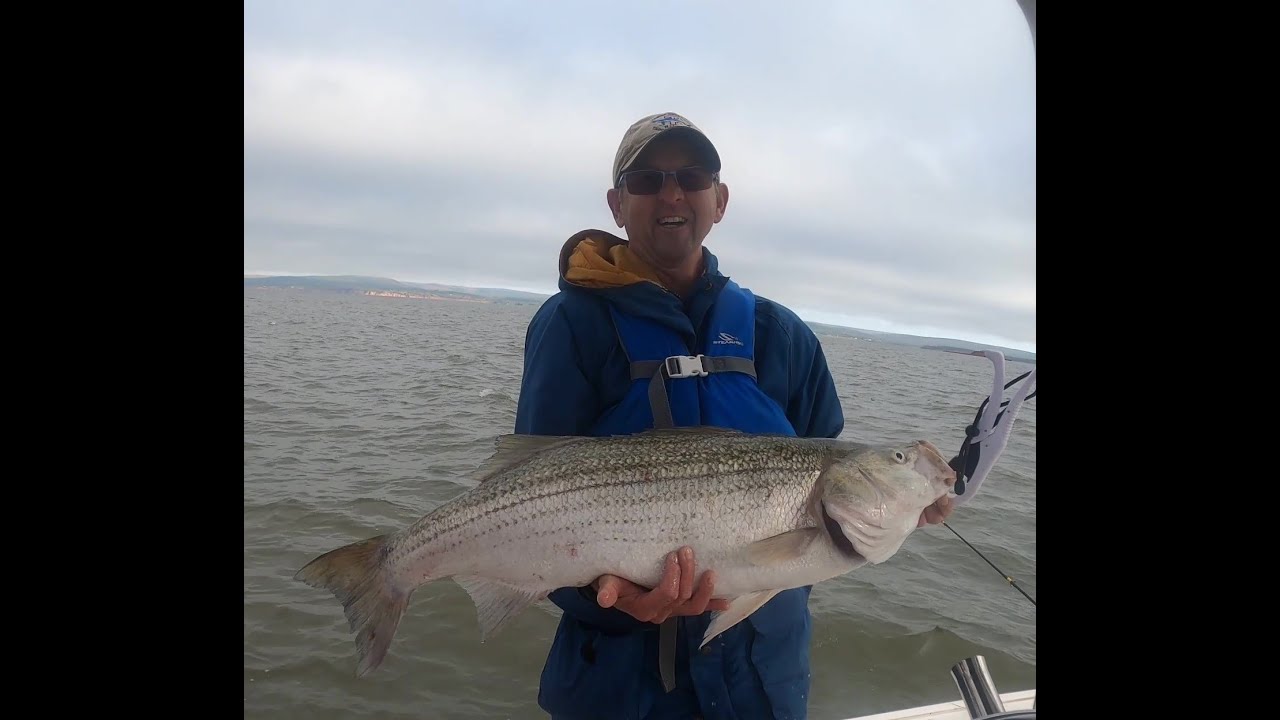 39.5 inch Striped Bass fishing in the Minas Basin, Nova Scotia