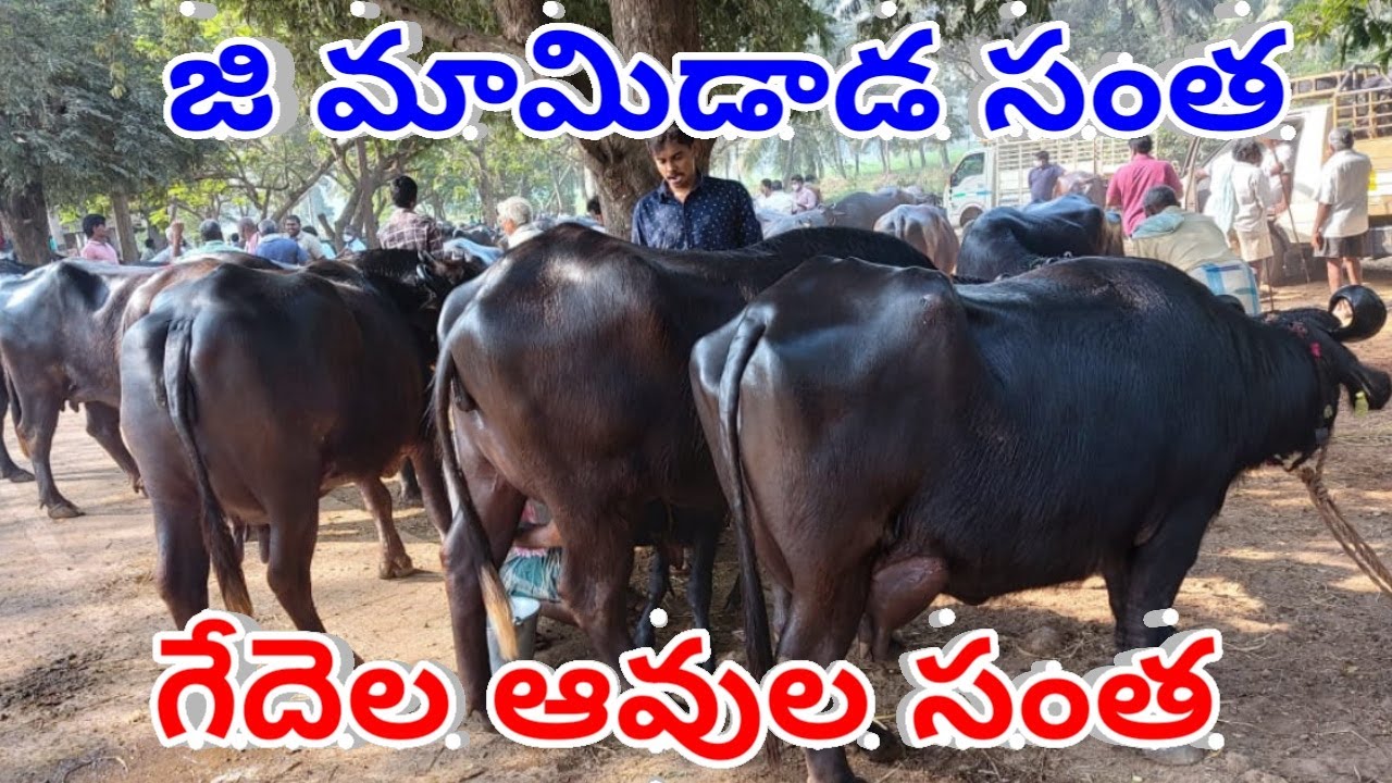 MURRA BUFFALOES MARKET MAMIDADA