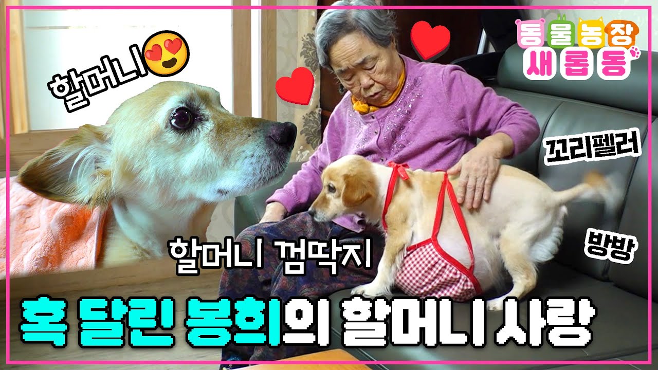 [#새롭동물농장] 4.6kg의 몸만 한 혹을 가진 강아지🐶 불편해도 할머니가 좋은 봉희에게 찾아온 기적🍀 / EP.1145 #TV동물농장 #AnimalFarm #SBSstory