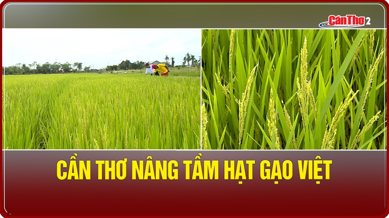 Cần Thơ nâng tầm hạt gạo Việt | NNST