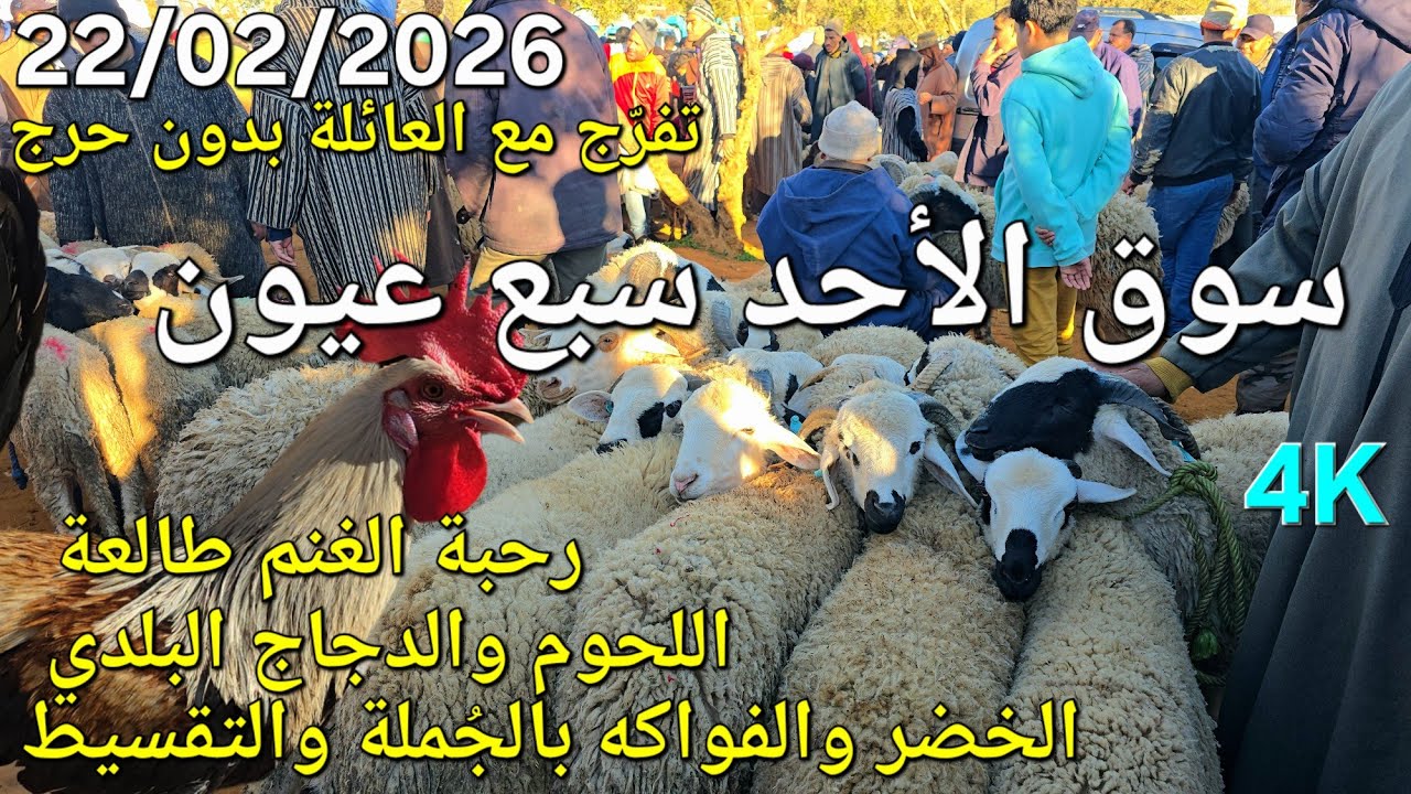 أثمنة الغنم والدجاج واللحوم والخضر سوق الأحد سبع عيون اليوم 22/02/2026