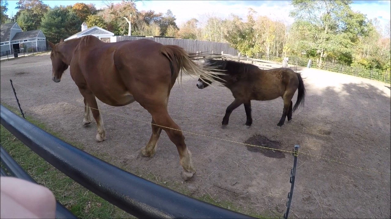 Visiting Buttonwood Park Zoo | New Bedford | Massachusetts | Vlog by: Matt | SUBSCRIBE :)