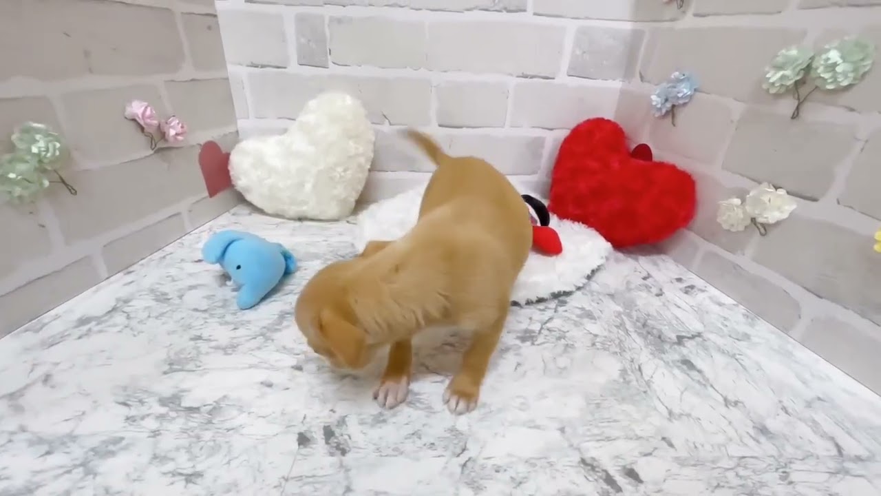 しっぽをブンブンをふるチワピンちゃん(^^♪ペットショップ犬の家＊京都精華店です＊