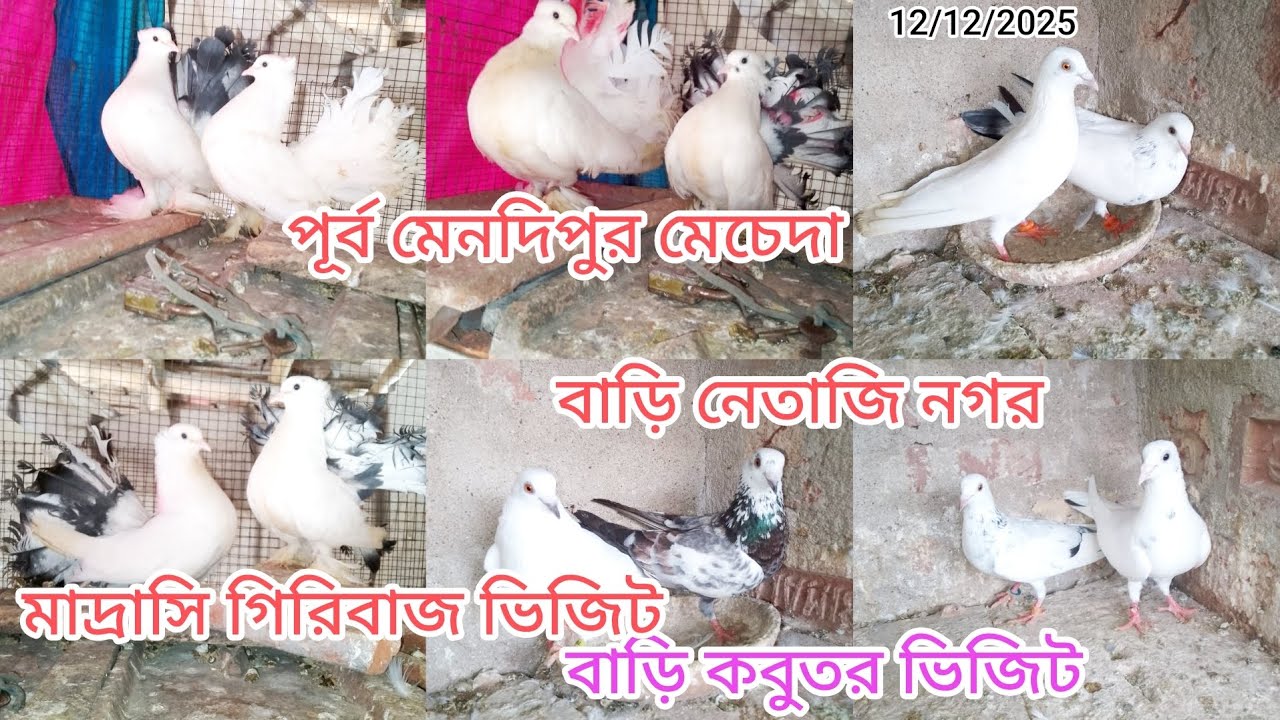 #পূর্ব মেদিনীপুর মেচেদা# নেতাজি নগর #বাড়ির কবুতর বিডিং পিয়ার 🥰ও বেবি পিয়ার ময়ূরপঙ্খী 🥰ফ।ম ভিজিট🥰