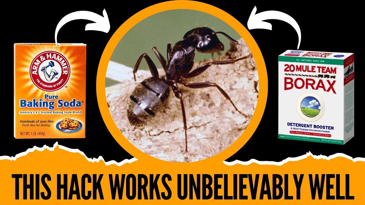 What Is the Fastest Way to Get Rid of Carpenter Ants?
