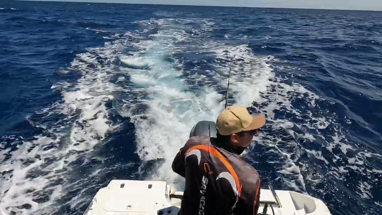 Blue marlin fishing off Mooloolaba