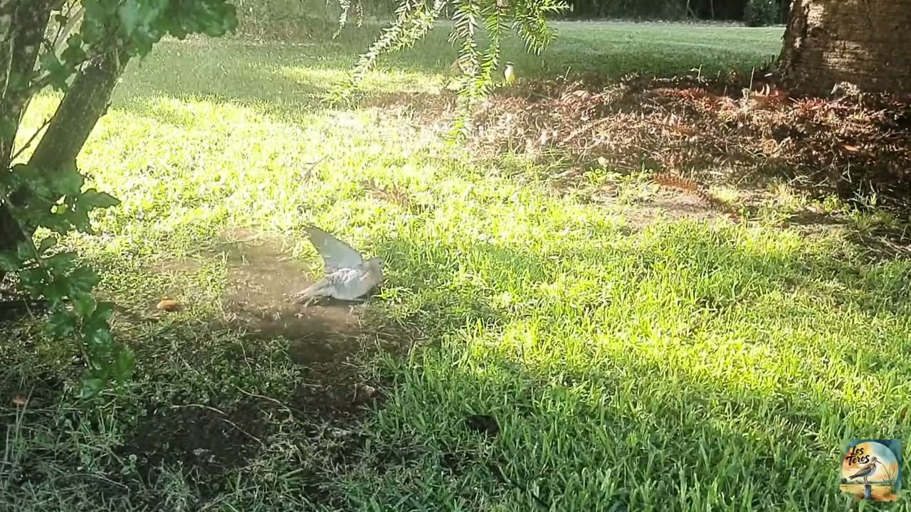 🐦 Primer baño 2026 tras la ola de calor 🌡️