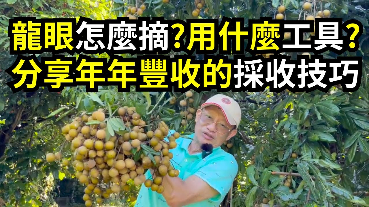 如何摘龍眼?摘龍眼的工具和技巧分享，摘龍眼的位置決定明年會不會長果，做成龍眼乾(桂圓)保存更久| 阿星種植