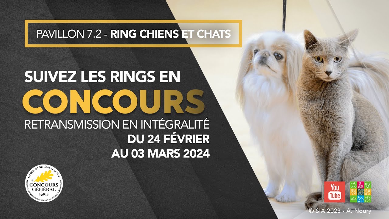 Ring Chiens et Chats 03/03/2024