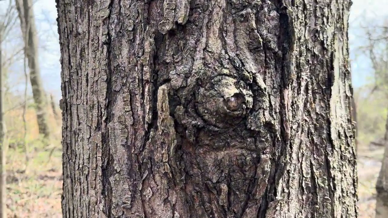 4K Forest Walk & Bird Watching | POV Park Trail, Natural Ambience, No Commentary
