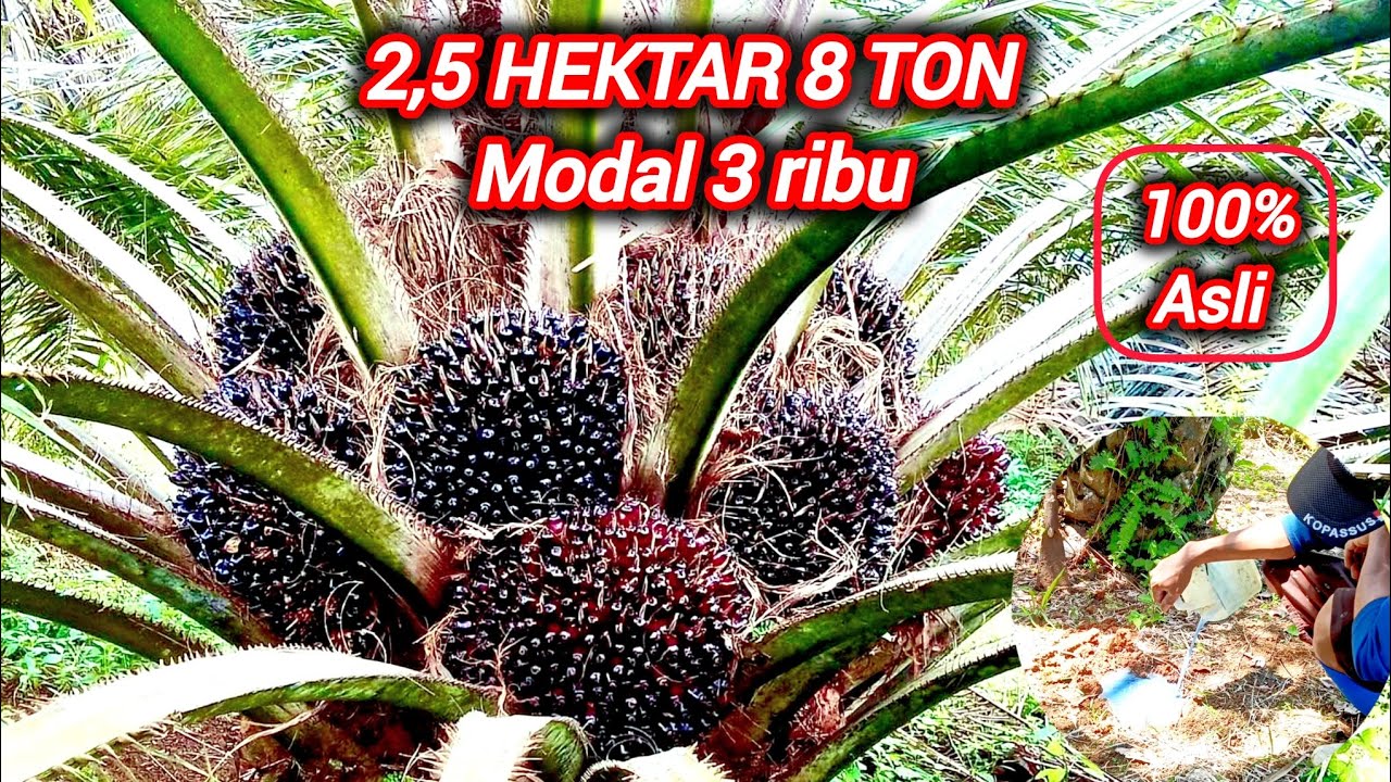 Cara melebatkan buah kelapa sawit agar hemat biaya pemupukan 100% hasil panen meningkat 