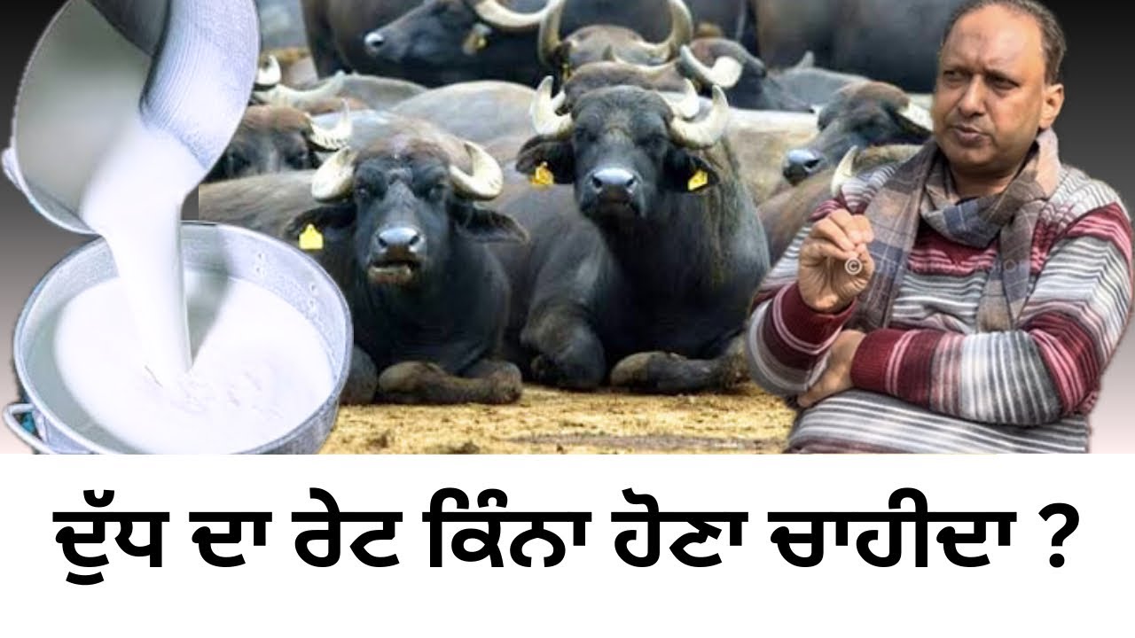 ਦੁੱਧ ਦਾ ਰੇਟ ਕਿੰਨਾ ਹੋਣਾ ਚਾਹੀਦਾ ? #punjabi #animals #viralvideo #punjab #dairyfarm #farming #news