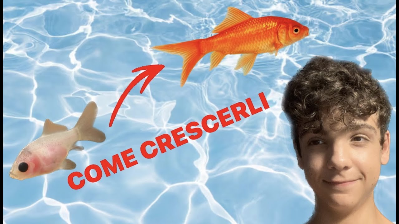 come gestisco i miei 26 BABY PESI ROSSI !!!