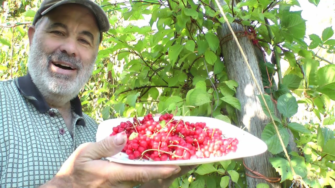 Benefits of growing Schizandra Vine Berries!