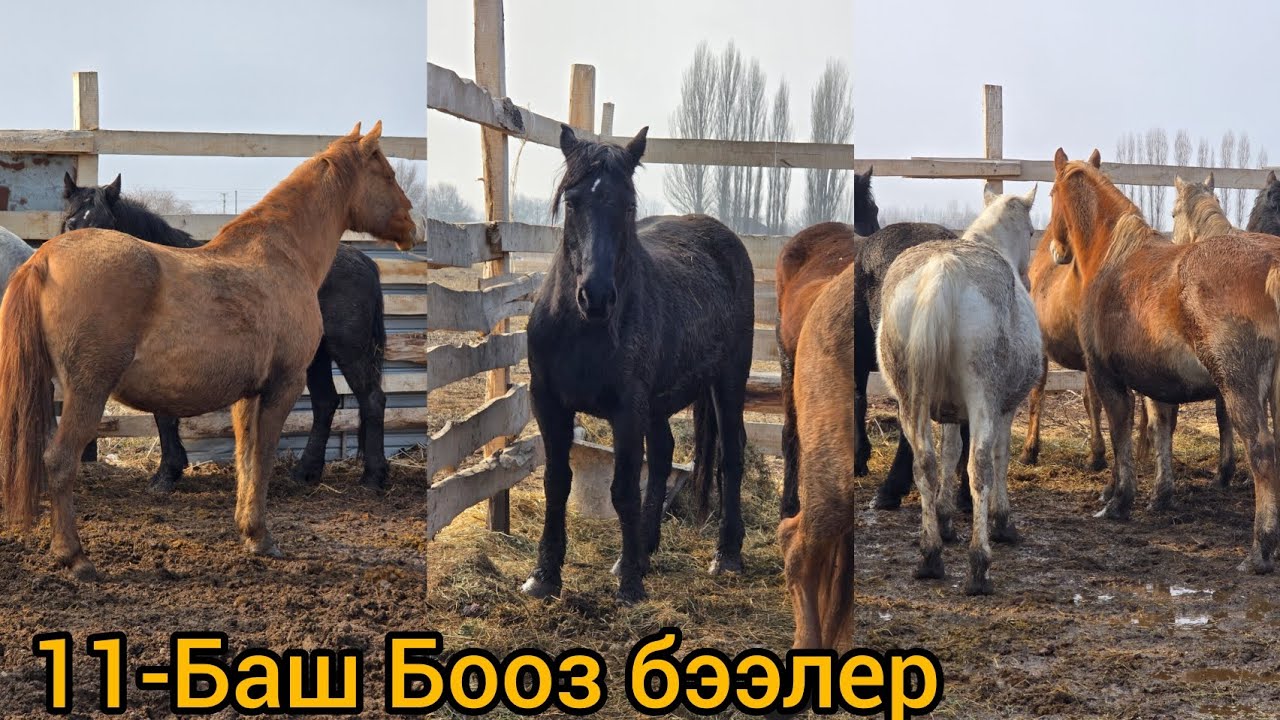 Бооз бээлер келди тел:0501206218 ватсап:0772156036