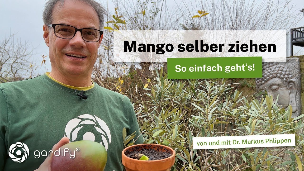 Mango selber ziehen 🥭 So einfach geht's! Tropische Zimmerpflanze aus Küchenabfall!🌱