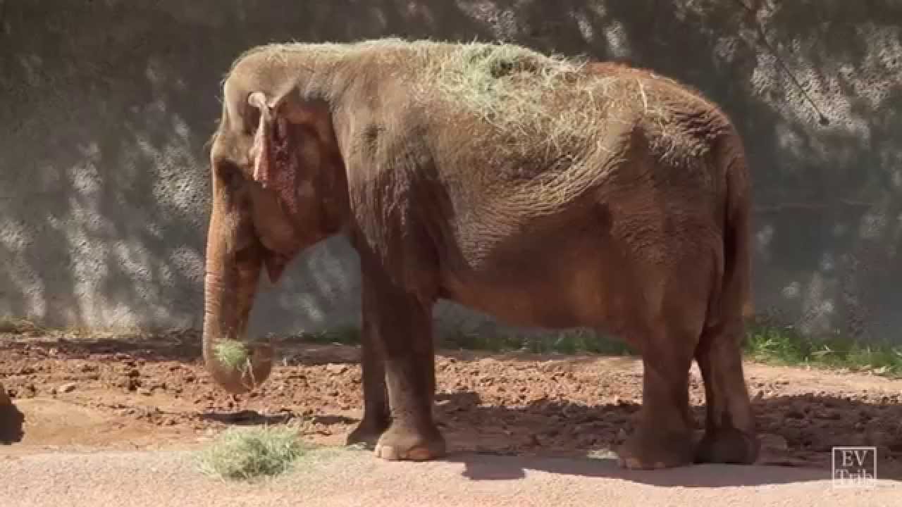 Elephant Appreciation Day