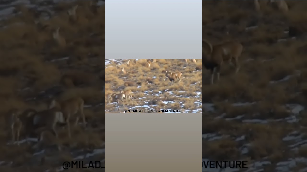 #esfahasheep