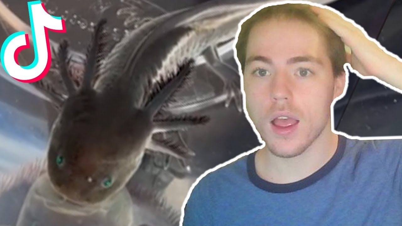 Fish Biologist reacts to BEAUTIFUL Fish Tik Toks