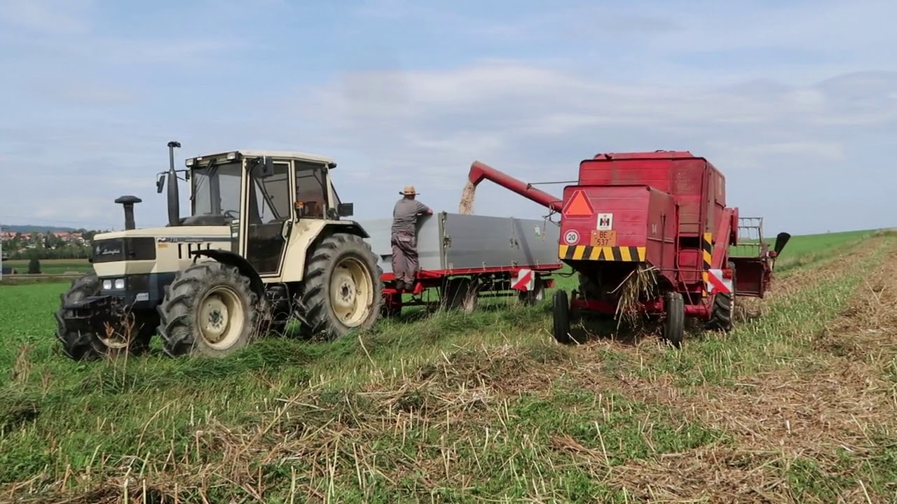 IHC 8-41 bei der Süsslupinenernte