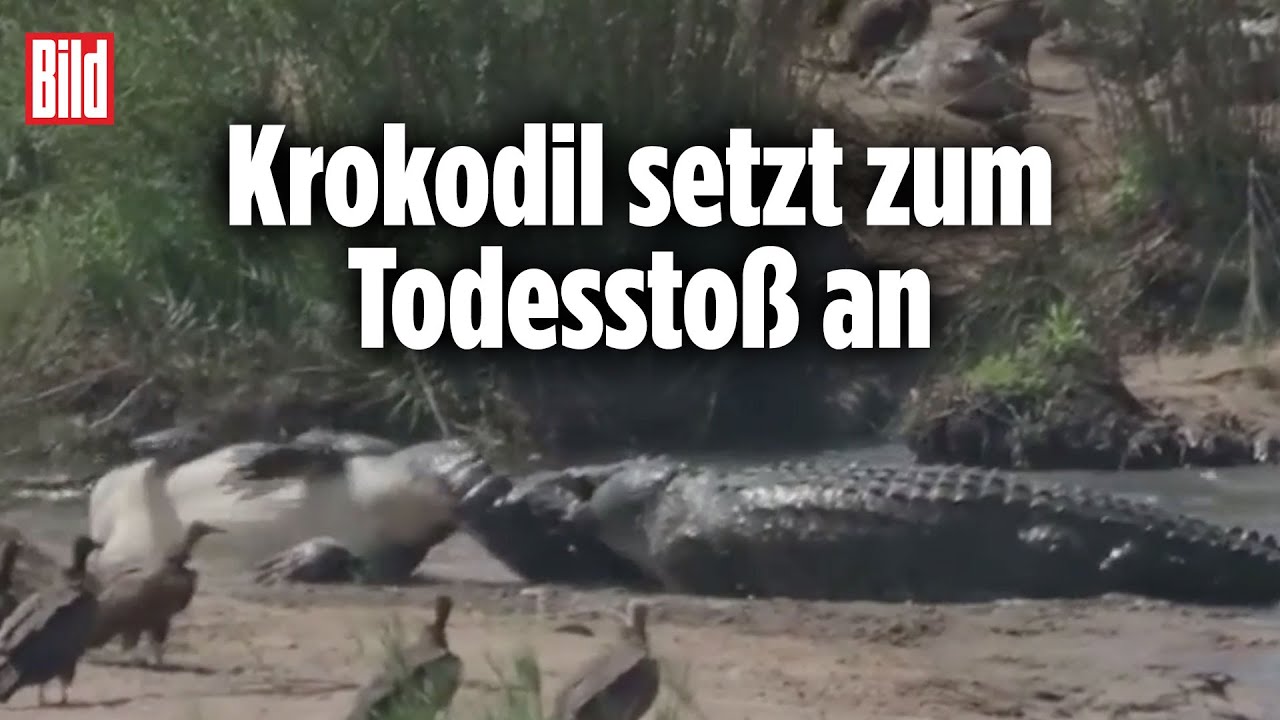 Zwei Riesenkrokodile kämpfen um Leben und Tod | Krüger Nationalpark (Südafrika)