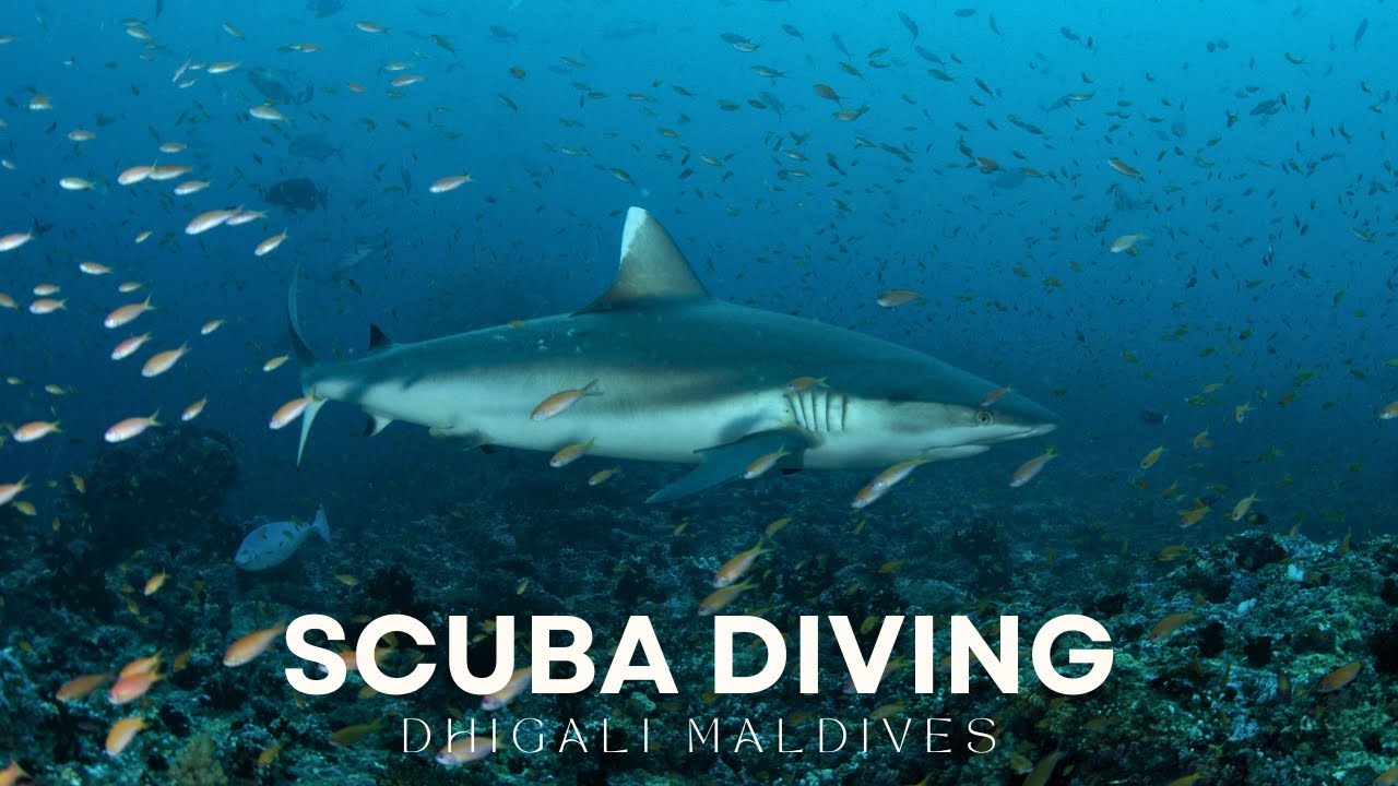 Experience the Magic of Diving in Raa Atoll Maldives with Euro-Divers Dhigali