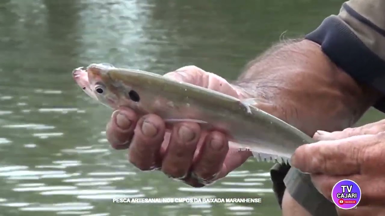 DOCUMENTÁRIO SOBRE A PESCA ARTESANAL DA BAIXADA MARANHENSE, GRAVADO NOS CAMPOS DE PENALVA MARANHÃO 
