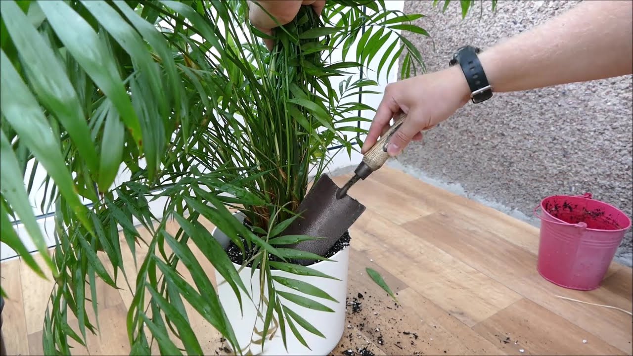 Пересадка моей комнатная пальма (Chamaedorea elegans)