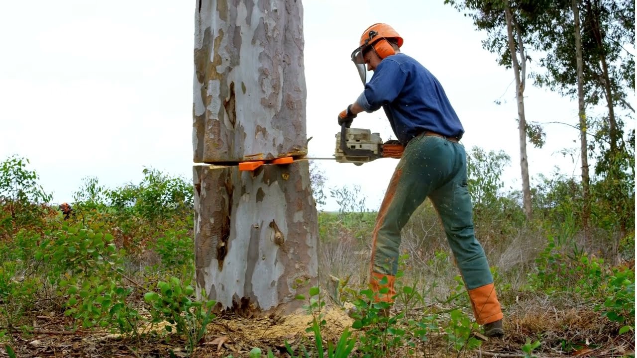 Professional Tree Removal Denver | Safe & Efficient Tree Services | Tree Service Denver
