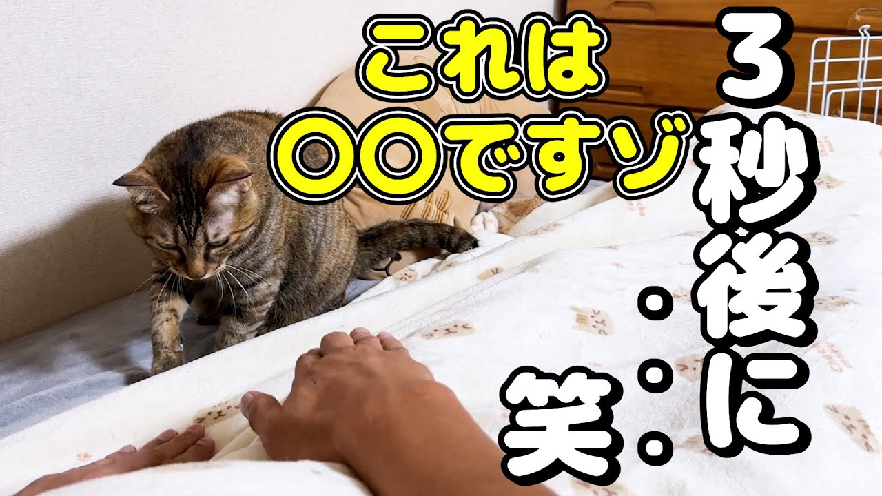 飼い主が○○をして！と猫におねだりしたらまさかの結果に…