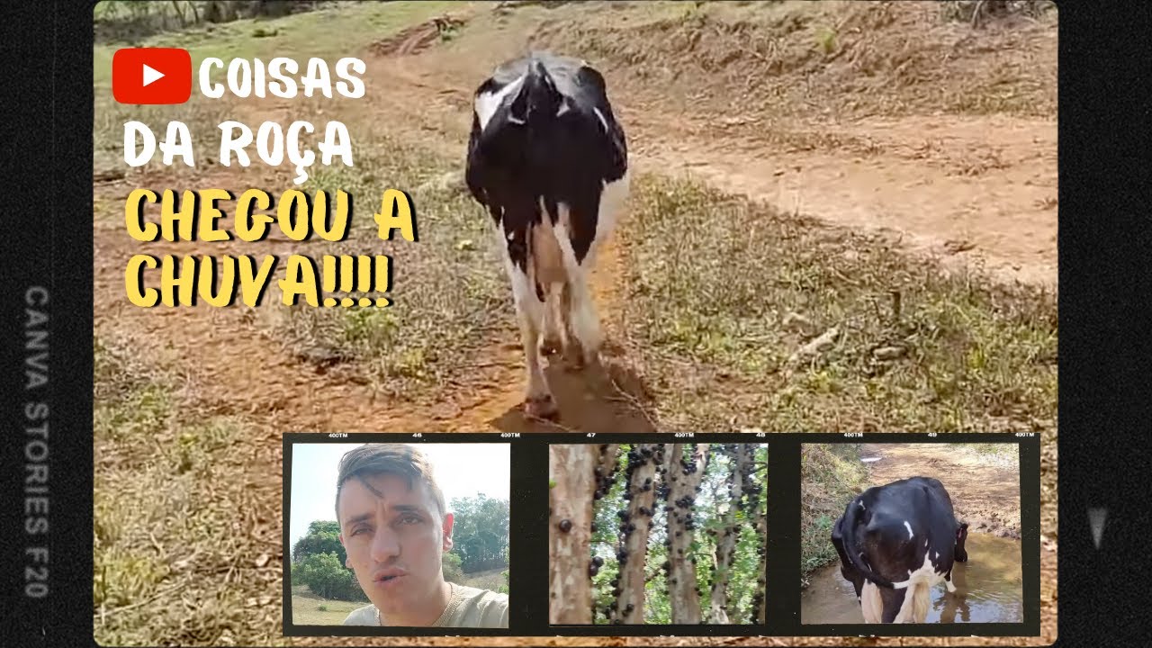VERDE VOLTANDO COM A CHUVA + VACAS FUJONAS