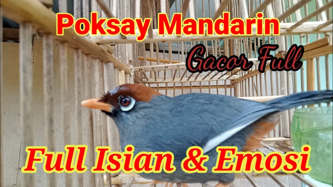 Poksay Mandarin Gacor Full Isian dan Emosi