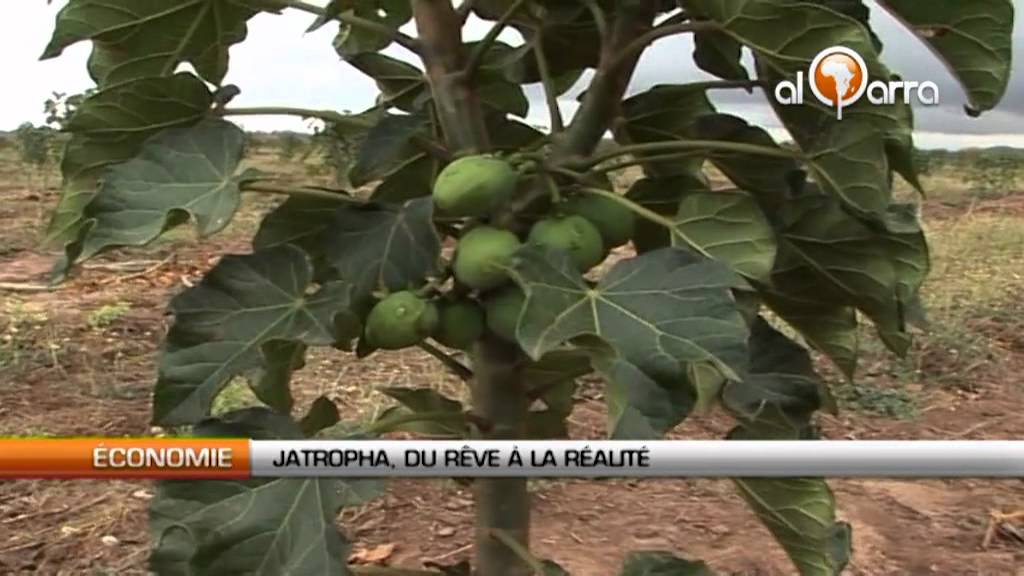 Jatropha, du r&ecirc;ve &agrave; la r&eacute;alit&eacute;