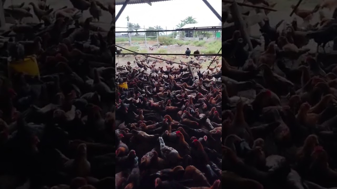 AYAM KAMPUNG SUPER
