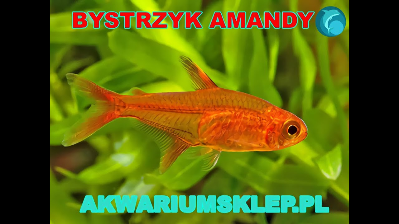 Bystrzyk amandy. Hyphessobrycon amandae. Przegląd. Rybki akwariowe.
