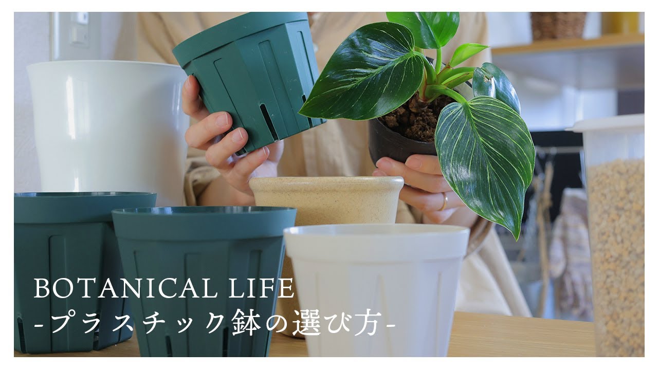 【初心者向け】失敗しないプラスチック鉢の選び方と注意点｜#観葉植物 #観葉植物のある暮らし #観葉植物のある暮らし