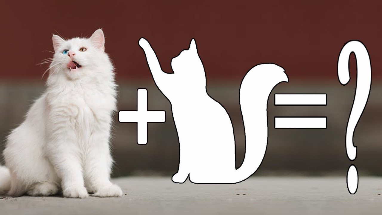 8 популярных пород кошек породы Манчкин | Munchkin Cat Mix